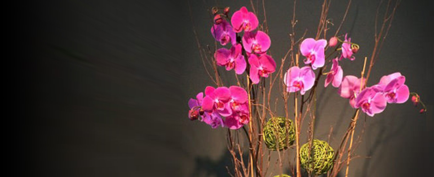 banner-plant-collection