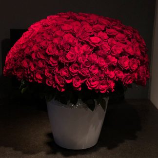 Breathtaking Roses