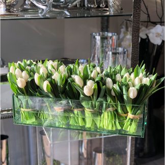 Tulips for All