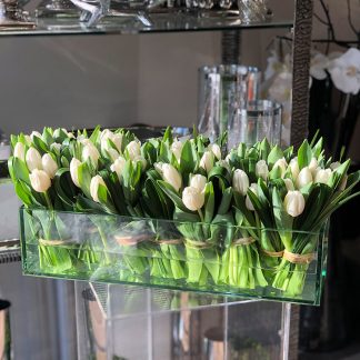 Tulips for All