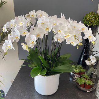 Simply Elegant