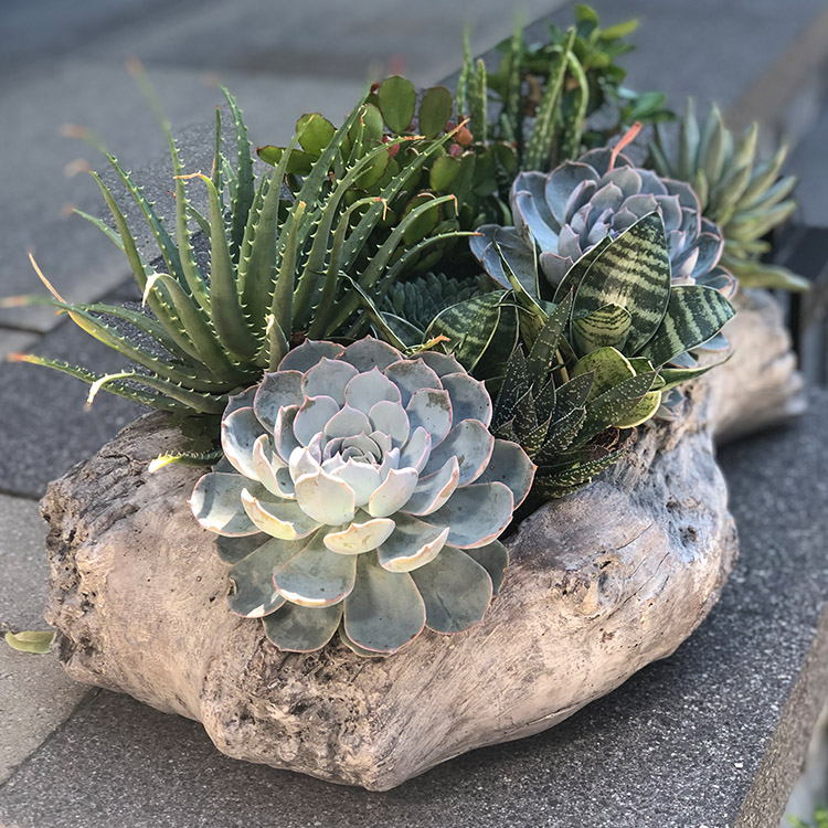 Succulent